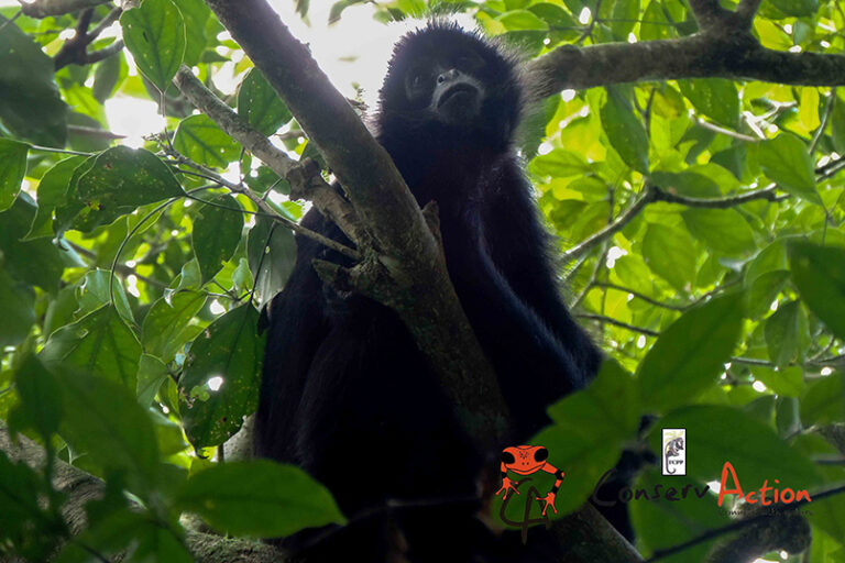Proyecto Primates de Darién FCPP Panamá
